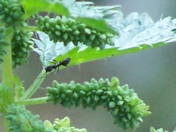 Urtica urens